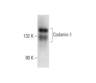 Codanin-1 Antibody (G-1): sc-365839