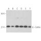 western blotting image from recommended Cofilin (E-8) monoclonal antibody replacement. Image 353996