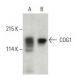 COG1 Antibody (44) - Western Blotting - Image 396647