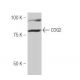 COG2 Antibody (GA99) - Western Blotting - Image 53944