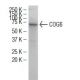 COG6 Antibody (RR2) - Western Blotting - Image 34634