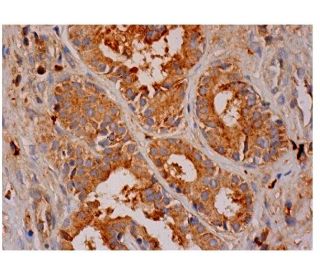 COG7 Antibody (G-1) - Immunohistochemistry - Image 285719 