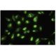 COG7 Antibody (L-06) - Immunofluorescence - Image 35874 