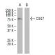 COG7 Antibody (L-06) - Western Blotting - Image 34637 