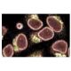 coilin Antibody (56) - Immunofluorescence - Image 60569
