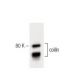 coilin Antibody (56) - Western Blotting - Image 60270 