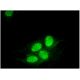 coilin Antibody (B-7) - Immunofluorescence - Image 295372 