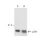 coilin Antibody (B-7) - Western Blotting - Image 15524