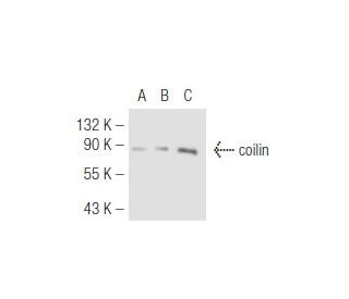 coilin Antibody (B-7) - Western Blotting - Image 46139 