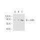 coilin Antibody (B-7) - Western Blotting - Image 46139 