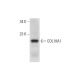 COL18A1 Antibody (F-6) - Western Blotting - Image 318548