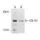 COL1A1 Antibody (H-7) - Western Blotting - Image 411992