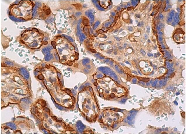 Ma様 col1a2-antibody-e-6-