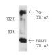 COL1A2 Antibody (G-4) - Western Blotting - Image 109573