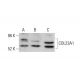COL23A1 Antibody (C-10) - Western Blotting - Image 376124