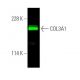 western blotting image from recommended COL3A1 (B-10) monoclonal antibody replacement. Image 375700