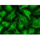 COL4A Antibody (COL-94) - Immunofluorescence - Image 145259
