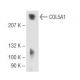COL5A1 Antibody (B-11) - Western Blotting - Image 68214 