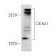 COL5A1 Antibody (B-11) - Western Blotting - Image 355771