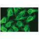 COL5A1 Antibody (E-8) - Immunofluorescence - Image 114185 