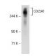 COL5A1 Antibody (E-8) - Western Blotting - Image 72725
