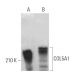 western blotting image from recommended COL5A1 (C-5) monoclonal antibody replacement. Image 373387