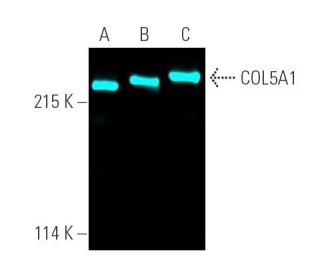 COL5A1 Antibody (C-5) - Western Blotting - Image 390737