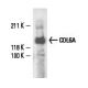 COL6A Antibody (3C4) - Western Blotting - Image 11660