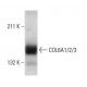 COL6A1/2/3 Antibody (172C2) - Western Blotting - Image 18316