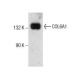 western blotting image from recommended COL6A1 (B-4) monoclonal antibody replacement. Image 285795