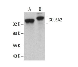 COL6A2 Antibody (B-7) - Western Blotting - Image 375422 