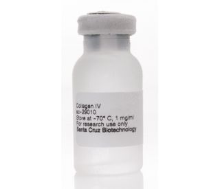 Collagen IV: sc-29010...