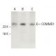 COMMD1 Antibody (B-3) - Western Blotting - Image 399518