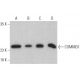 COMMD1 Antibody (B-3) - Western Blotting - Image 400012 