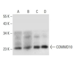 COMMD10 Antibody (F-4) - Western Blotting - Image 308454 