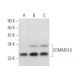 COMMD10 Antibody (F-4) - Western Blotting - Image 373258