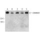 COMMD7 Antibody (AT49B5) - Western Blotting - Image 385120