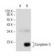 Complexin-3 Antibody (A-9) - Western Blotting - Image 146365