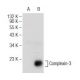 Complexin-3 Antibody (C-8) - Western Blotting - Image 146363