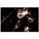 COMT Antibody (4) - Immunofluorescence - Image 60570