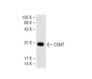 COMT Antibody (G-4) - Western Blotting - Image 62479
