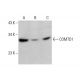 COMTD1 Antibody (C-5) - Western Blotting - Image 348632