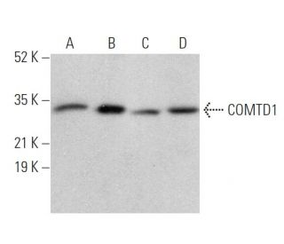 COMTD1 Antibody (C-5) - Western Blotting - Image 374392 