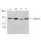 COMTD1 Antibody (C-5) - Western Blotting - Image 374392 