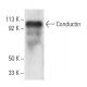 Conductin Antibody (C-6) - Western Blotting - Image 3888