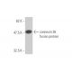 western blotting image from recommended connexin 26 (1C6) monoclonal antibody replacement. Image 348488