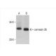 connexin 26 Antibody (P1F5) - Western Blotting - Image 392594