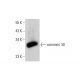 connexin 30 Antibody (G-2) - Western Blotting - Image 382092