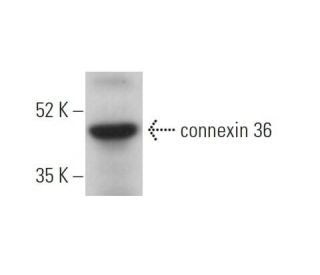 western blotting image from recommended connexin 36 (H-9) monoclonal antibody replacement. Image 374341