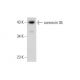 connexin 36 Antibody (H-9) - Western Blotting - Image 300540